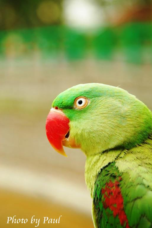 Photo Sharing and Video Hosting at Photobucket