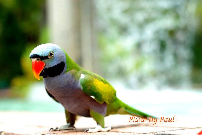 Photo Sharing and Video Hosting at Photobucket