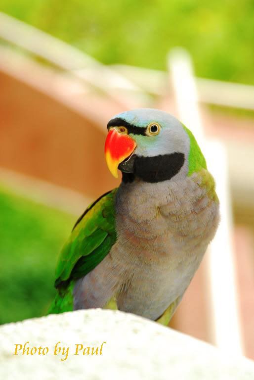 Photo Sharing and Video Hosting at Photobucket