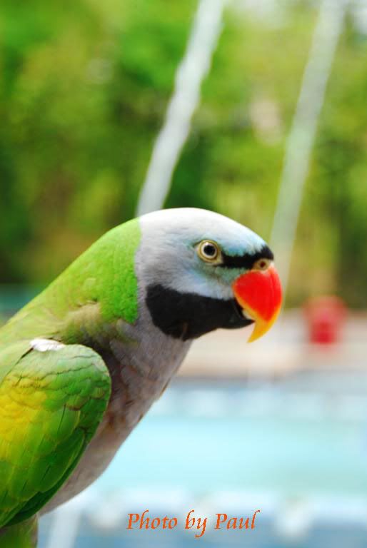 Photo Sharing and Video Hosting at Photobucket