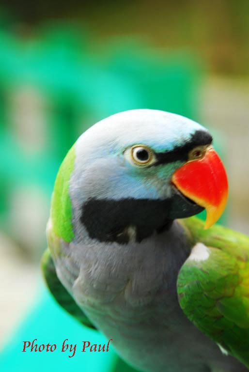 Photo Sharing and Video Hosting at Photobucket