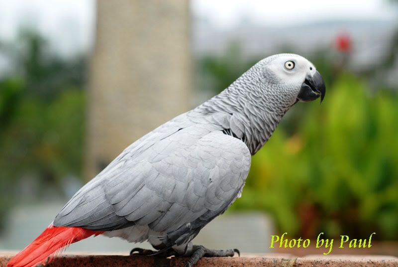 Photo Sharing and Video Hosting at Photobucket