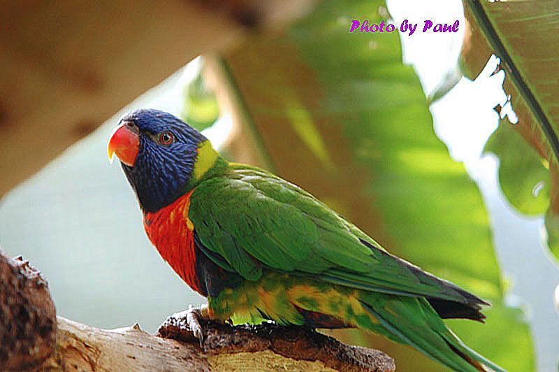 Photo Sharing and Video Hosting at Photobucket