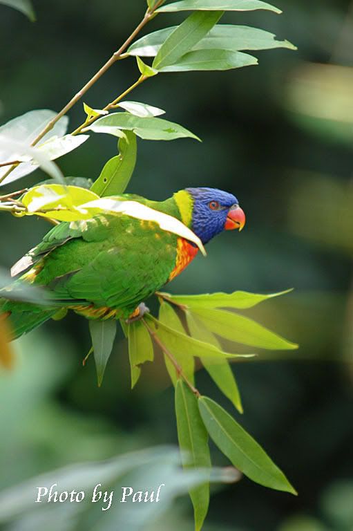 Photo Sharing and Video Hosting at Photobucket