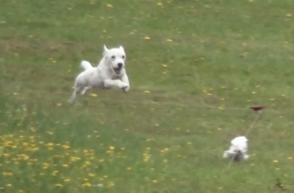 YAY my Jack Russell won Championship at last dog show BackYard