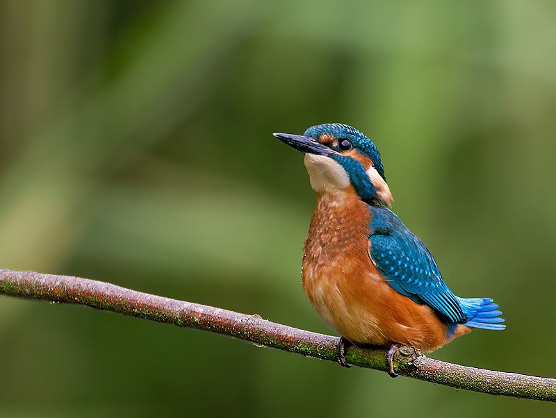 IMAGE: http://i154.photobucket.com/albums/s256/kenb_2007/kingf.jpg