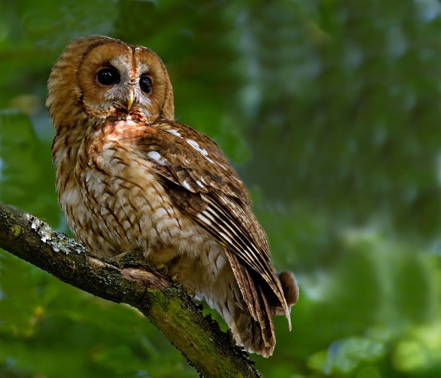 IMAGE: http://i154.photobucket.com/albums/s256/kenb_2007/tawny5.jpg