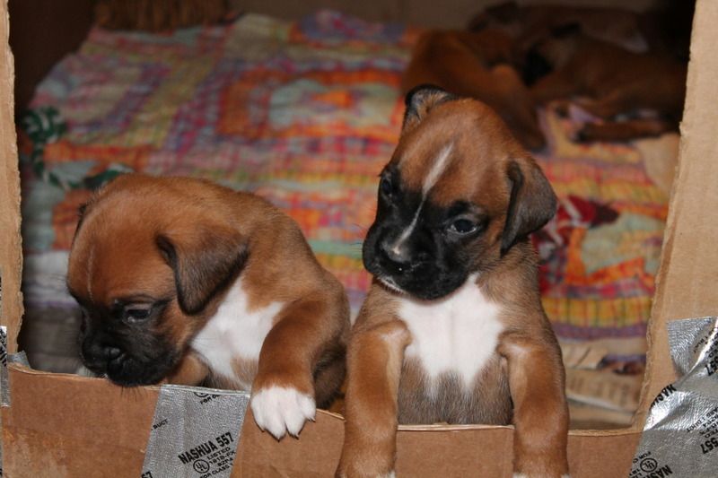 cute boxer puppies for sale