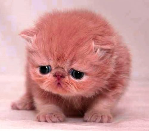 gib_sad_kitty_kitten_cat.jpg