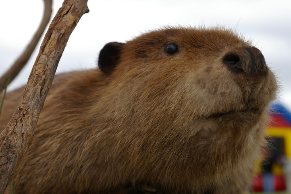 nice beaver photo: Nice Beaver.  Thanks.  I just had it stuffed. IMGP1997.jpg