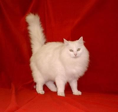 fluffy kitty Pictures, Images and Photos