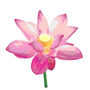 Flor