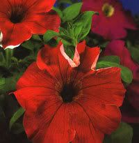 petunia-compacta-enana-roja.jpg 363 image by elbiti