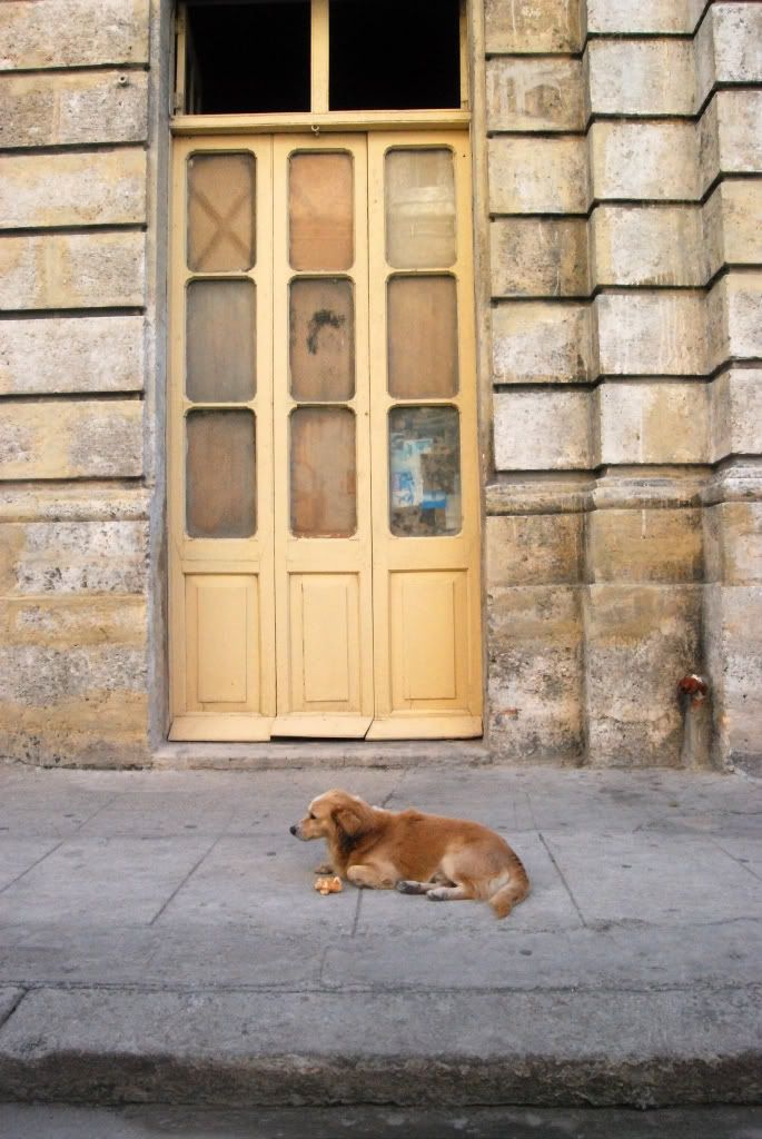 street dog door