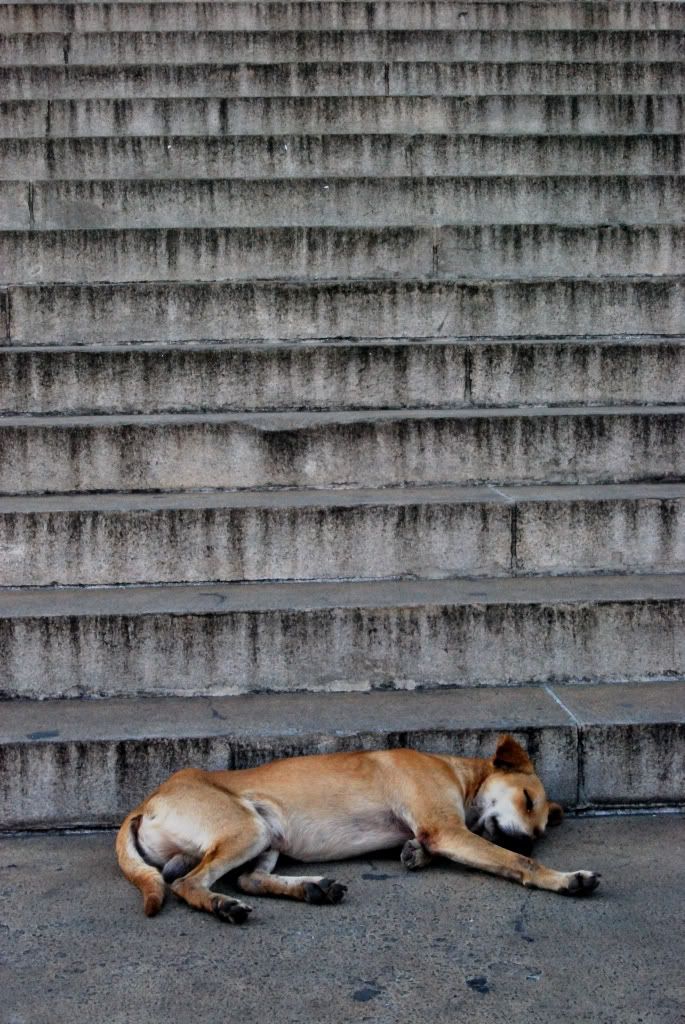 Capitolio street dog 1