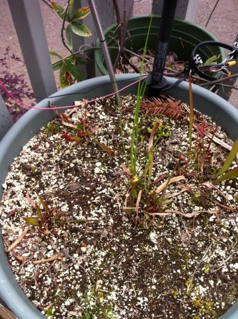 carnivorous plant bog | Garden Pond Forums