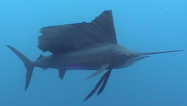 sailfish  Pictures, Images and Photos