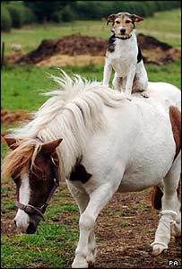 dogpony1.jpg