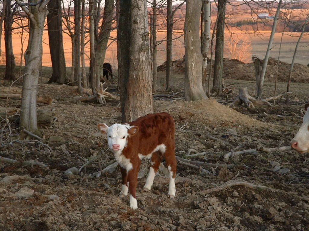 Our new Calf - Cattle