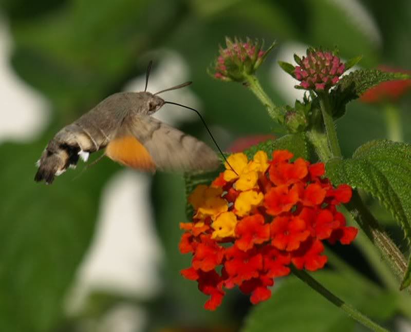 HummingbirdHawkmoth.jpg