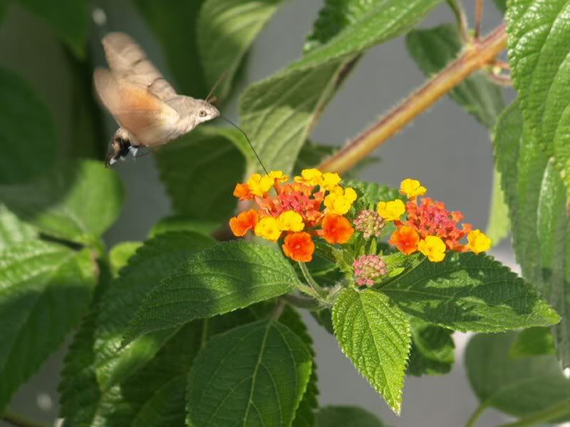 HummingbirdHawkmoth2.jpg