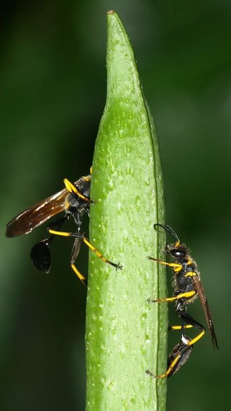 Wasp.jpg