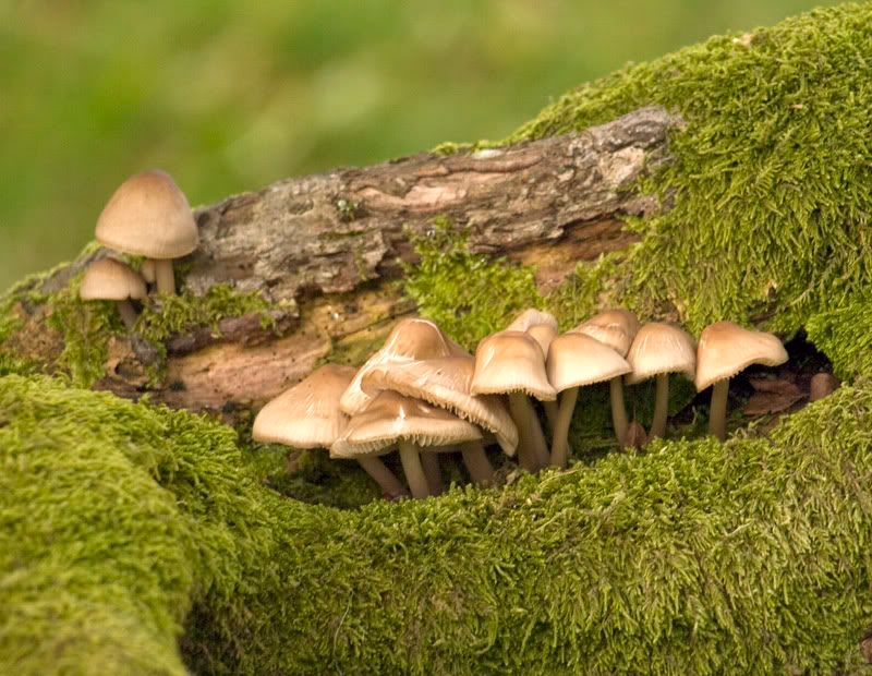 mushroomsbutwhat.jpg