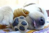 thcutepuppysleeping.jpg sleepy puppy image by photoqueen-com