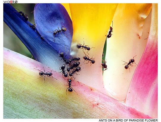 Ants, Bird of Paradise Flower