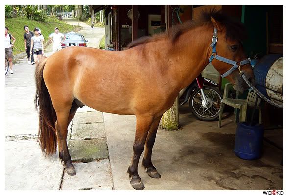 Horse or pony?