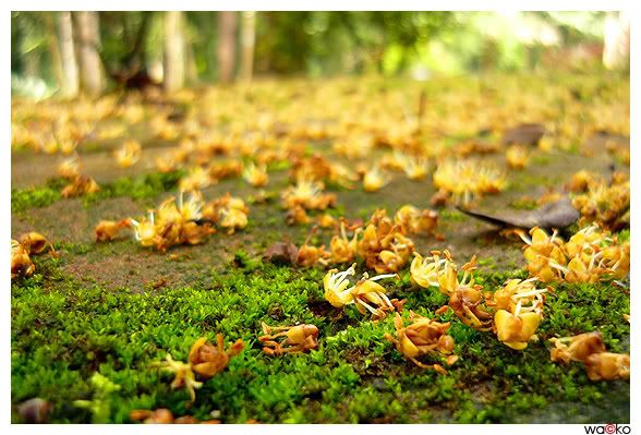 Tiny flowers