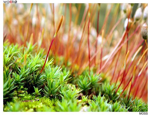 Ground Moss