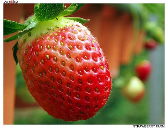 Strawberry Farm, Cameron Highlands