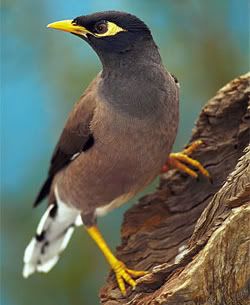 Myna bird