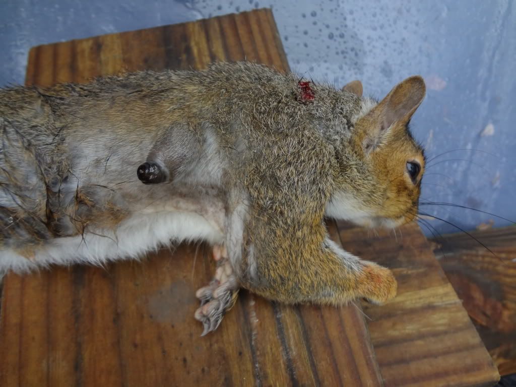 Airgun Sport Squirrels, Warbles, Bot Fly Larvae