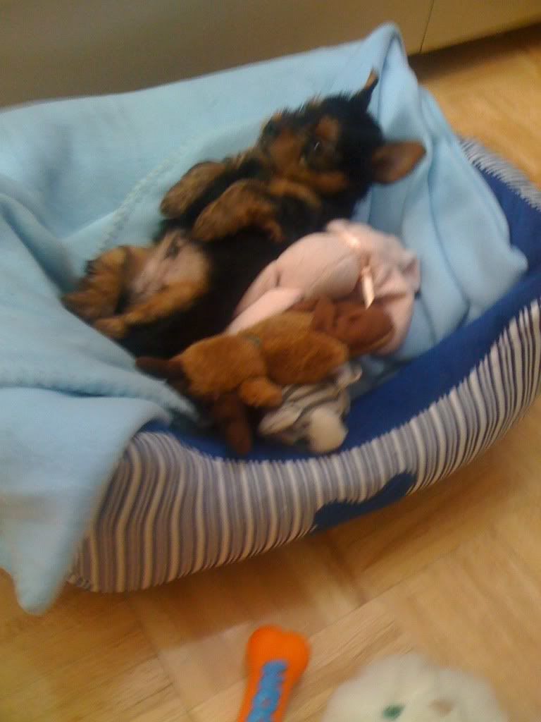 yorkie constipated yorkie puppy cant his is yorkietalk forums terrier yorkie constipated yorkie puppy cant his is yorkietalk forums terrier