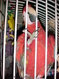 Ruby.jpg RUBY SCARLET MACAW. image by WHISTLE69