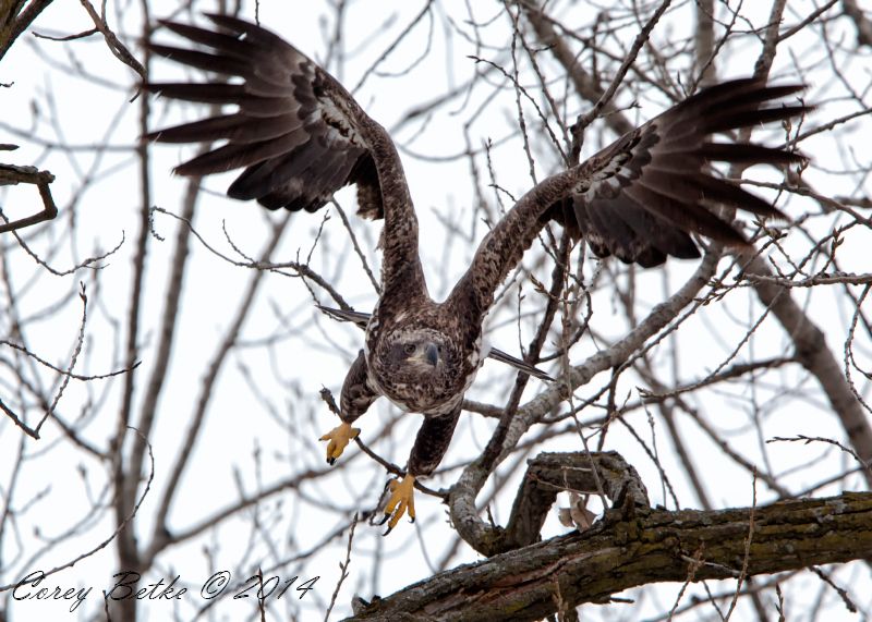 IMAGE: http://i154.photobucket.com/albums/s278/mini_fanatic/IMG_4618_zps91fc2f11.jpg