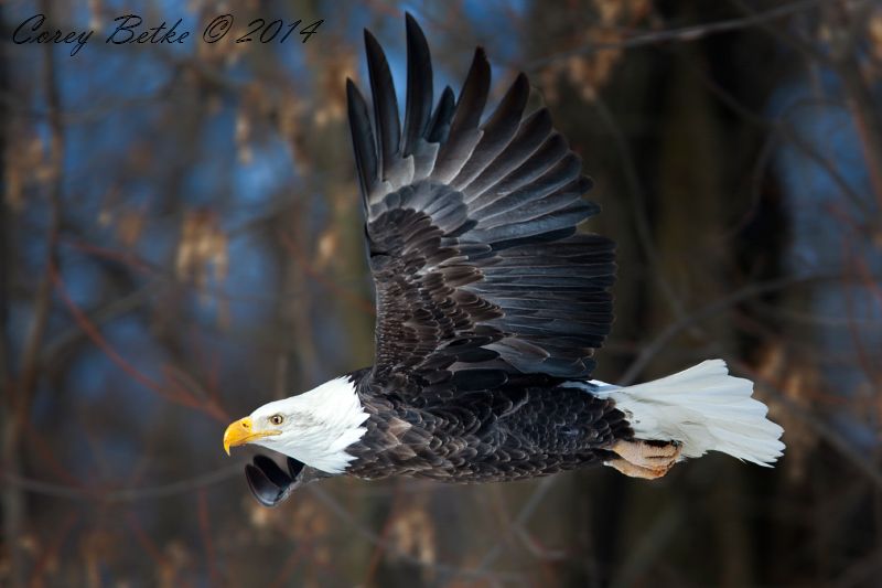 IMAGE: http://i154.photobucket.com/albums/s278/mini_fanatic/IMG_5026_Str_zps64abecba.jpg