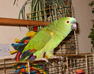 Charlie the parrot