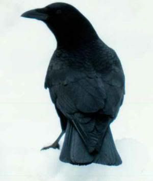 Crow Pictures, Images and Photos