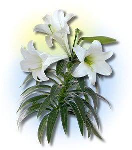 easterlily.jpg