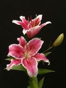 flowers-10.jpg