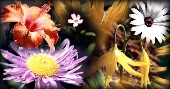 flowers-12.jpg
