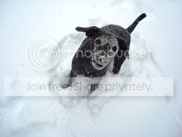 Smokey in Blizzard