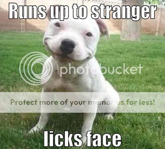  photo Awesome-dog-Runs-up-to-stranger_zps22ea6cc1.jpg