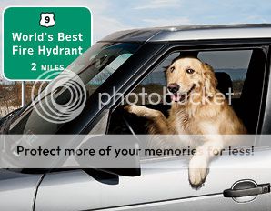  photo dog-car-pet-travel-0611-298x232_zps9b0e23b4.jpg