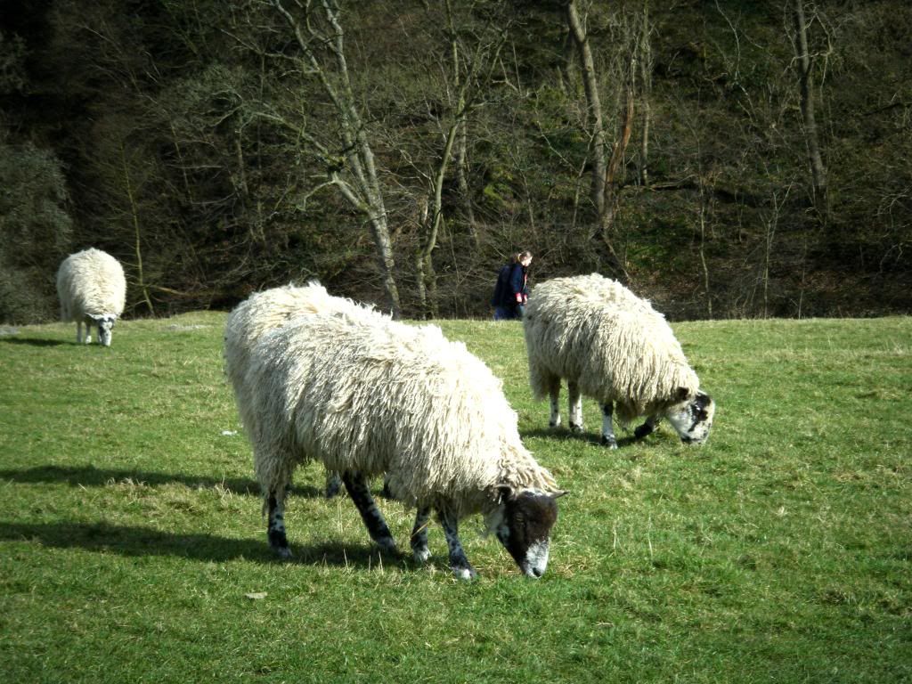 sheep grazing Pictures, Images and Photos