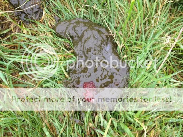 illustration of blood in calf stool