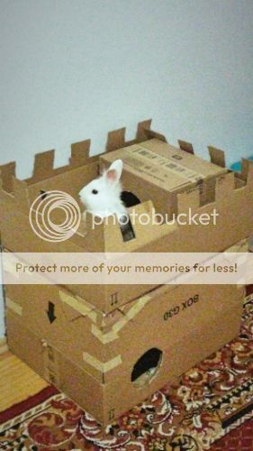  photo 3ffc1f0e-2044-4de9-9cd3-84cb04614c28_zpsgcq9v31h.jpg